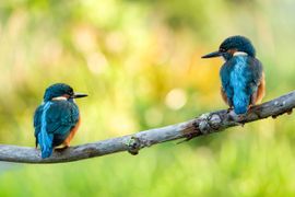 Jonge ijsvogels