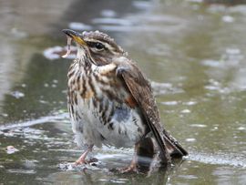 bijkomen van botsing met raam