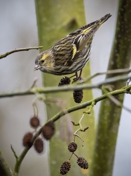 Druk, druk met zoeken naar zaadjes...