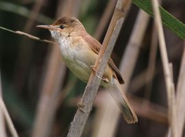 Reed Warbler Male