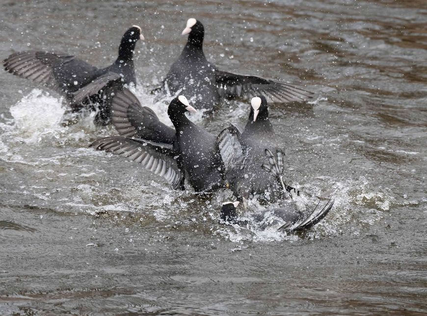 Vechtende meerkoeten