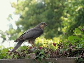 Sperwer met maaltje pimpelmees