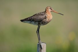 Grutto op de uitkijk