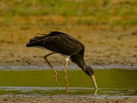 Jonge Zwarte Ooievaar foeragerend in de duinen
