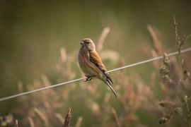 Kneu langs het wandelpad