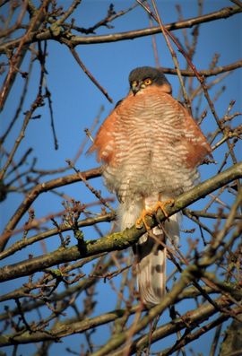 mijn nieuwe baltskleed