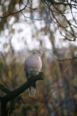 Tortelduif op tak