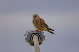 Hij/zij bleef net lang genoeg zitten om te kunnen fotograferen