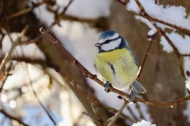 Pimpelmeesje in rust