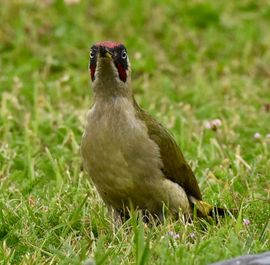 groene specht gespit