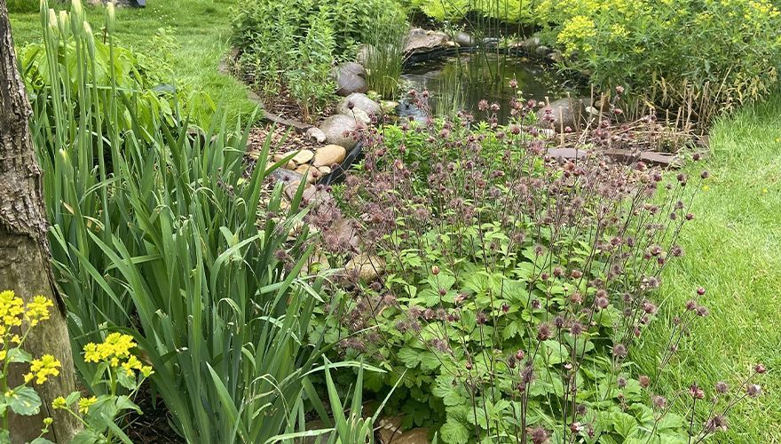 Vijver Beleef de Lente / Miranda Engels