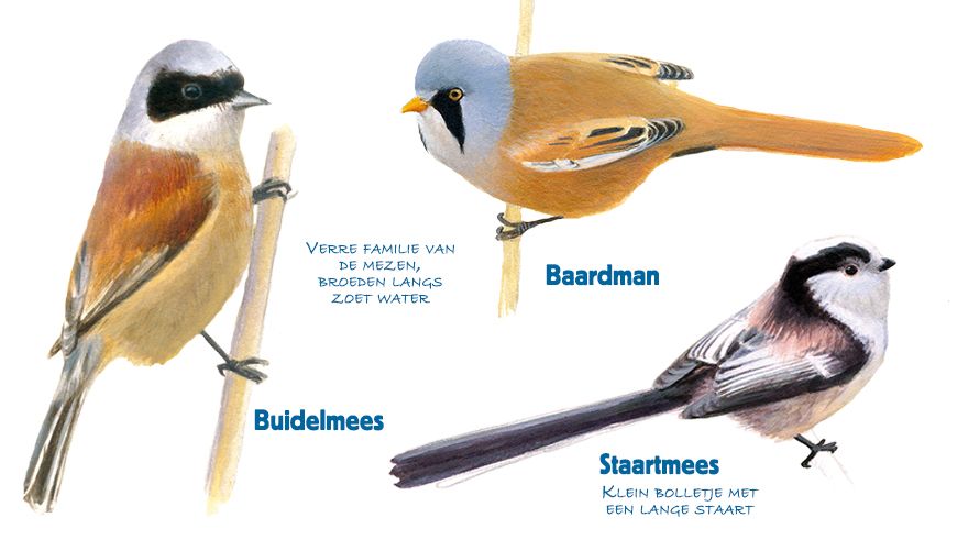 Infographic baardman - buidelmees - staartmees