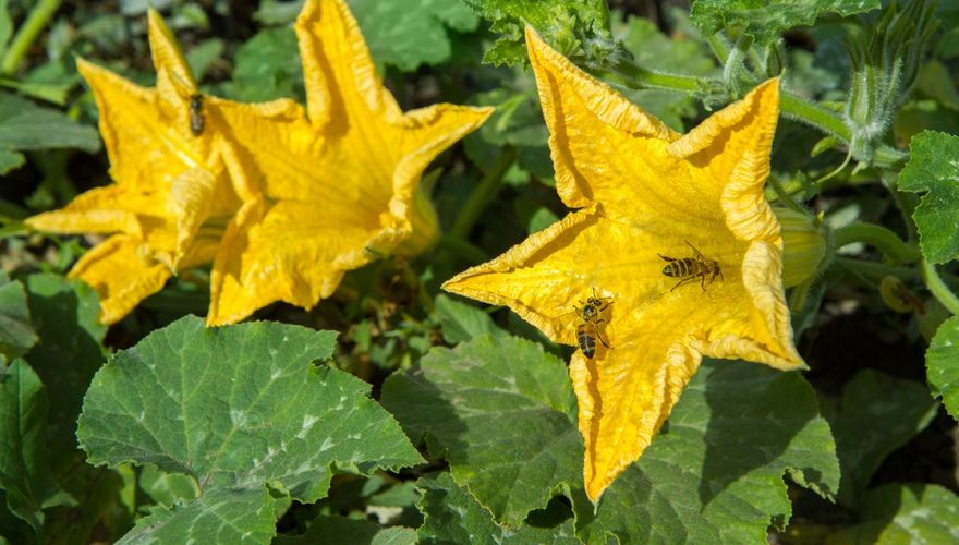 Pompoenbloem / Shutterstock