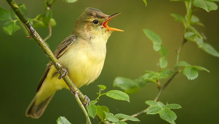 Spotvogel / Shutterstock