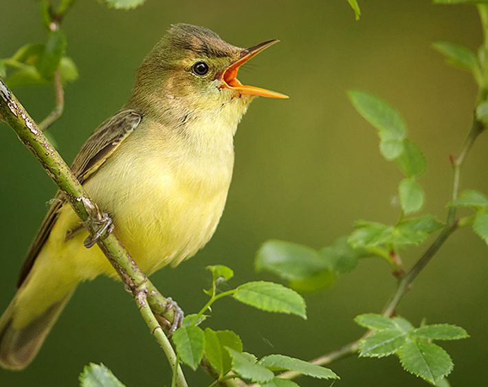 Spotvogel / Shutterstock