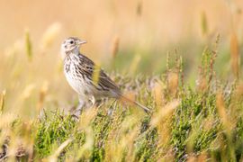 Wat piept er in het struikgewas?