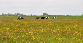 Weide met koeien / Rene Faber