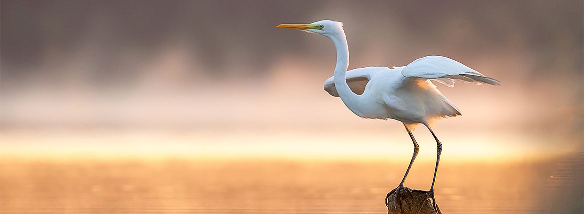 Grote zilverreiger / Shutterstock