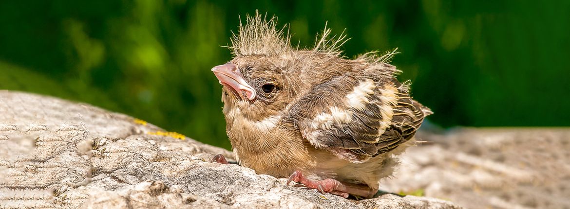 Vertrouwen op feedback haai Gevonden vogeltjes | Vogelbescherming