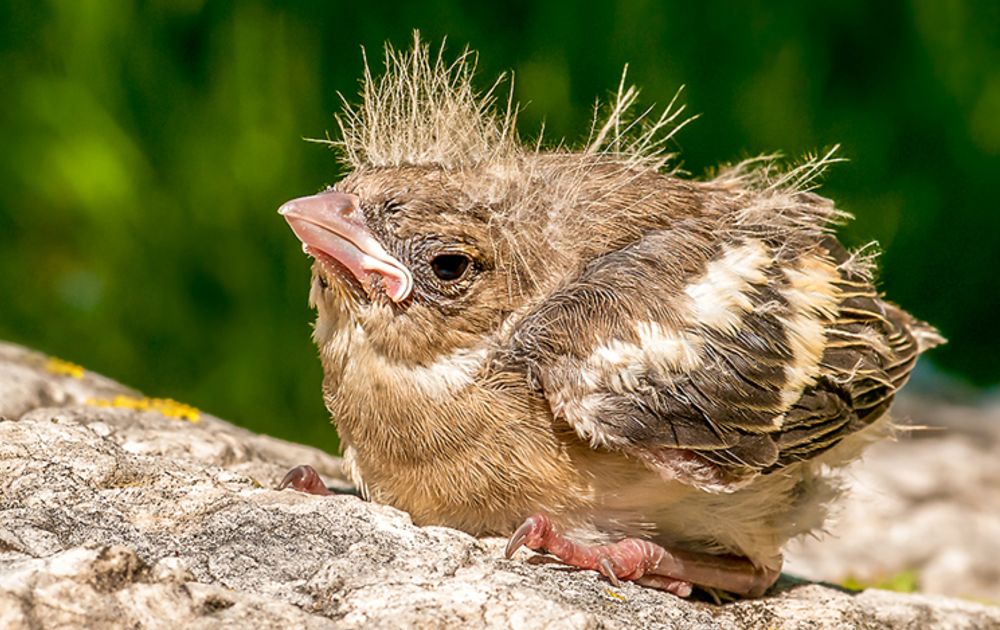 vogeltjes | Vogelbescherming