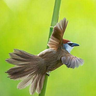 Chestnut capped Babbler / Marc Guyt AGAMI