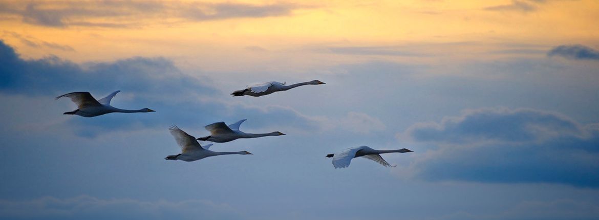 Wilde zwaan / Shutterstock