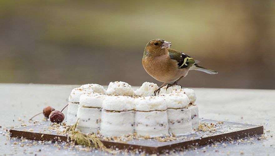 Vink / Carla de Winter (Fotogalerij)