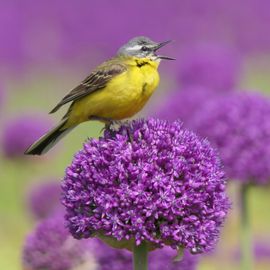 Gele Kwikstaart op Sierui (Allium)