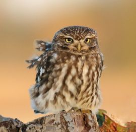 Steenuil zit in het licht van de ondergaande zon