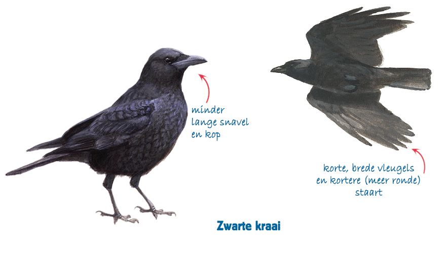 Infographic zwarte kraai