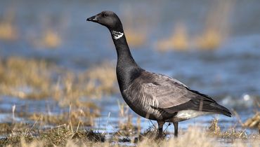 Rotgans / Gerke Visser - Fotogalerij