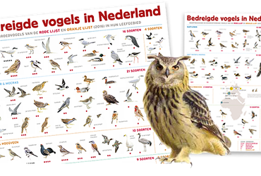 Posters bedreigde vogels