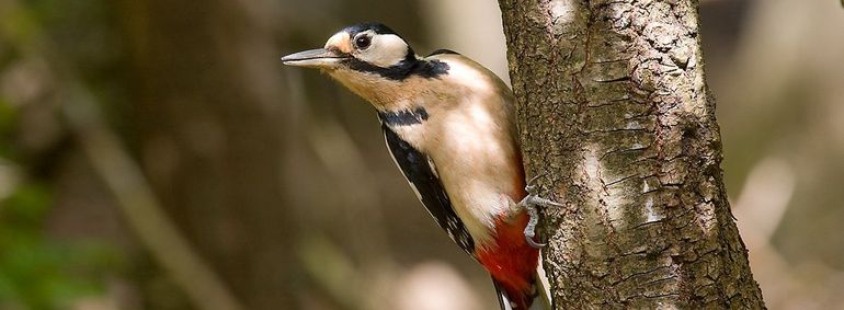 Vogelwandeling vanuit de Winkel van Vogelbescherming in Zeist