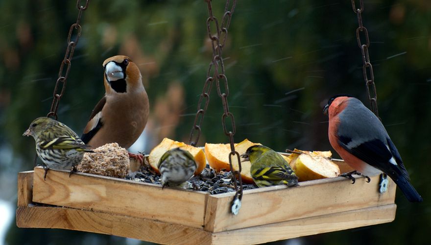 Sijs goudvink appelvink voer / Shutterstock