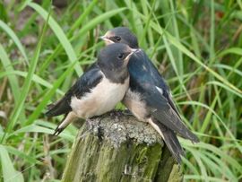 Samen wachten op voer 