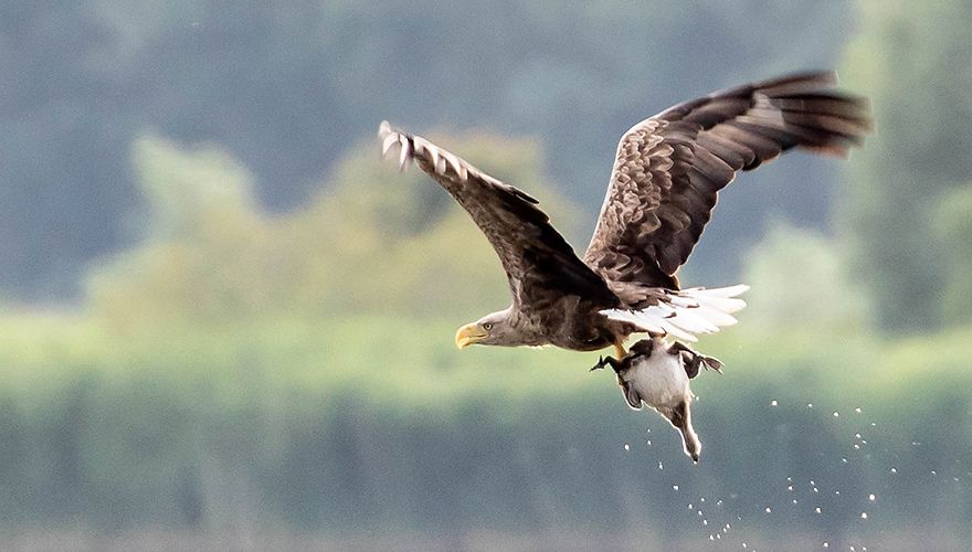 Zeearend met gans / Linda Raaphorst - Fotogalerij