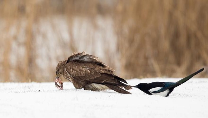 Buizerd en ekster / A.M. Keizer