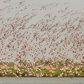 Flamingo West-Afrika / Lars Soerink