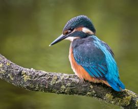 IJsvogel juveniel wacht geduldig op terugkerende ouders