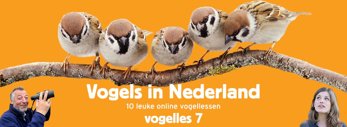Vogels in Nederland - Vogelles 7