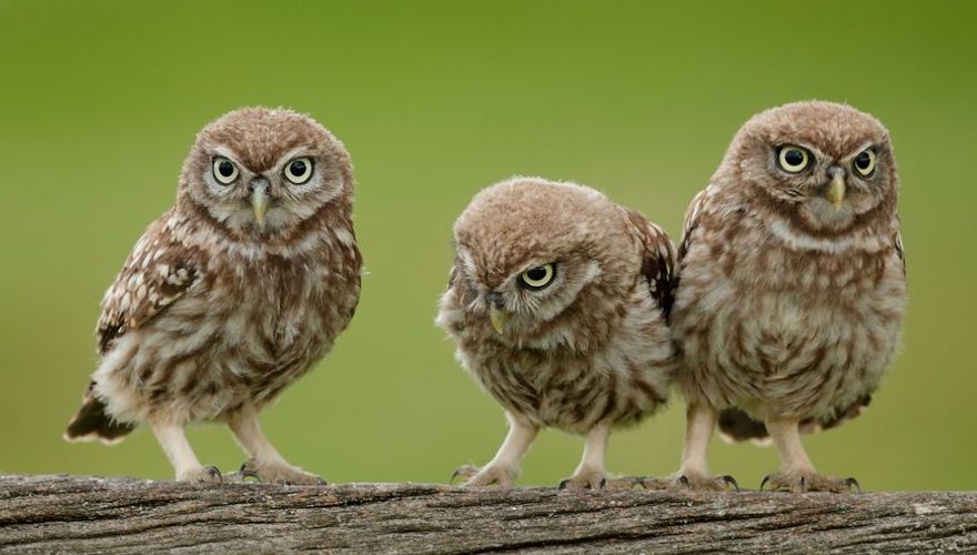 Steenuil / Shutterstock