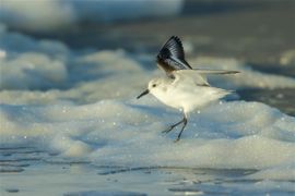 Aan het strand