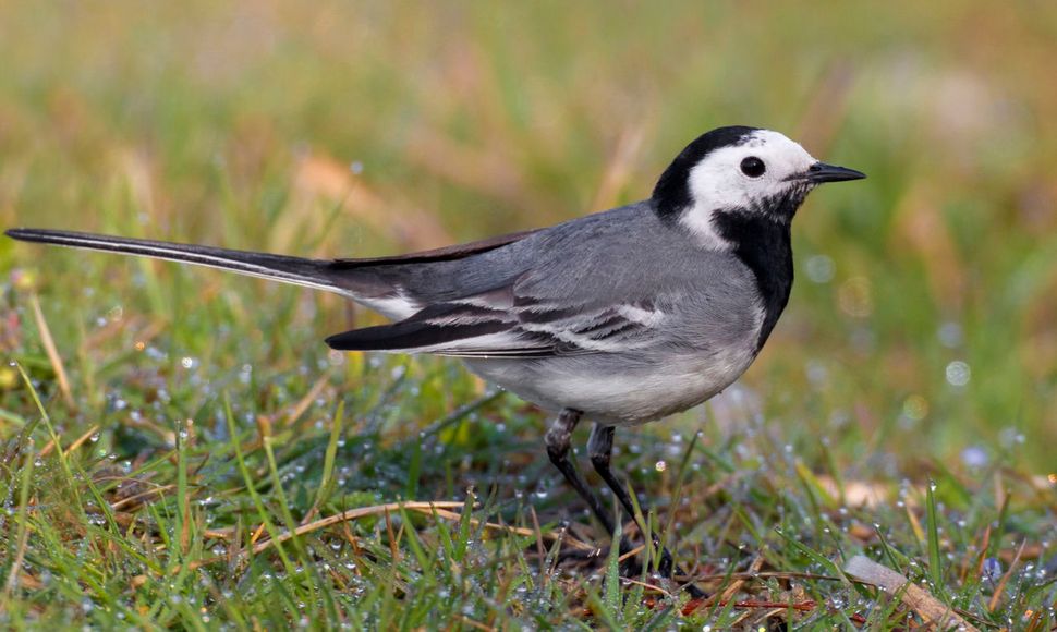 Witte Kwikstaart Vogelbescherming