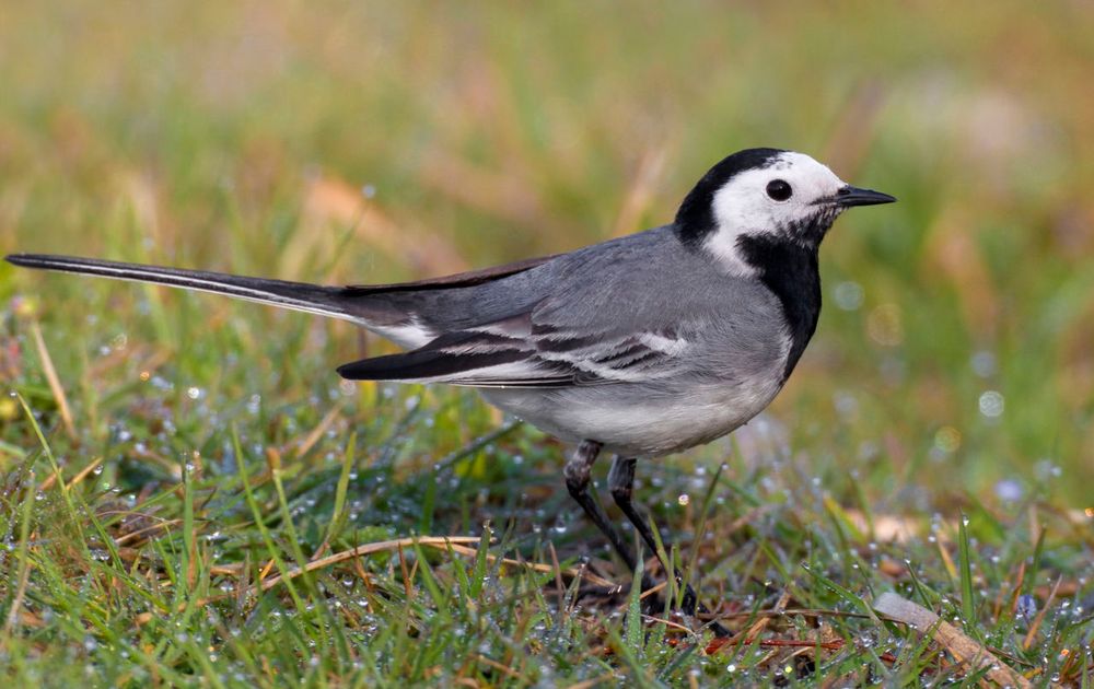 Witte kwikstaart Vogelbescherming