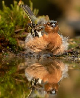 Bad hair day