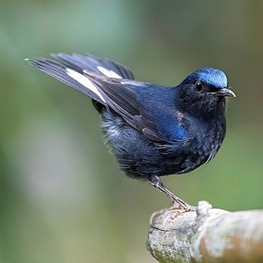 White tailed Robin / Marc Guyt AGAMI