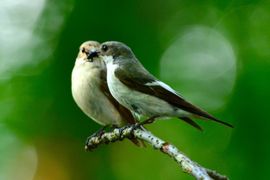 Kan ik dit jaar weer zo'n mooie foto maken ?