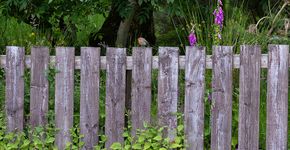 Roodborst op schutting / Shutterstock