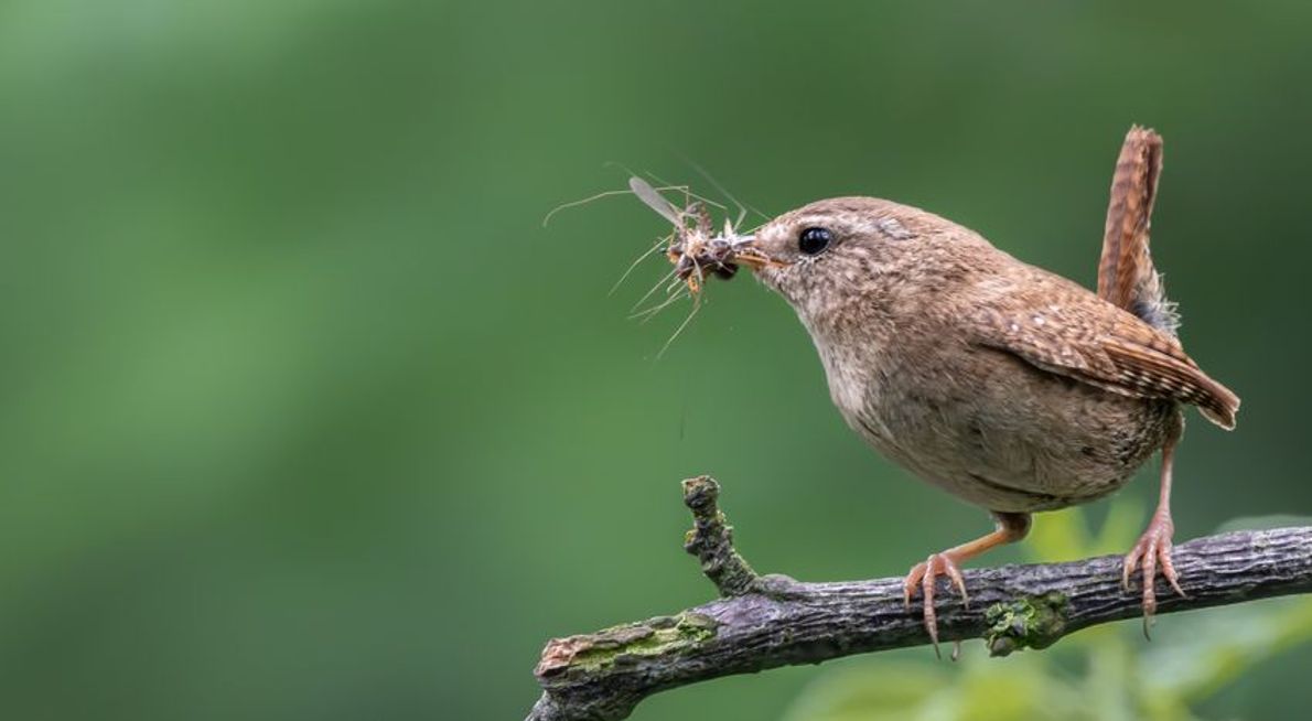 Winterkoning insect / Shutterstock