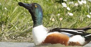 Slobeend / Edwin ter Hennepe